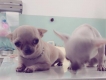 Cần bán 2 em Chihuahua giá tốt