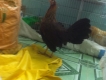 Q.Bình Tân chuyên gà tre mỹ rặc từ 2 tháng - gần 7 tháng ( bao gà rặc 100% )
