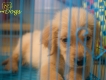 Cần bán hai bé Golden Retriever