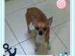 Cần bán 1 em chihuahua cái giá 3.2 triệu , mình nuôi từ nhỏ. Tiêm ngừa hàng tháng đủ