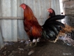 gà lai thay lông cần thanh li 600k cho ae cản mái