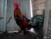 Gà nòi mỹ rạc và tre mỹ răc và gà lai cần bán