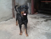 tphcm bán chó rottweiler đực 16 tháng giá 15 triệu