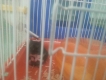 cần bán chuồn 2 em hamster đực quận bình thạnh
