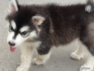 Chó Alaskan Malamute 2 tháng tuổi giá 12 triệu