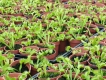 Chuyên Bán Cây bẫy kẹp - cây ăn thịt -  cây bắt ruồi venus flytrap