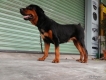 tphcm bán chó rottweiler cái  10 tháng giá 6 triệu