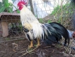 2 con gà tre bổn !!!