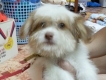 bán một  con chó lông xù mini màu trắng - vàng