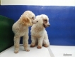 tphcm bán cặp chó toy poodles , đực 4 tháng , cái 11 tháng đang lên giống