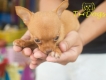Cần bán hai bé Teacup Chihuahua