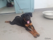 Bán chó đực Rottweiler 4 tháng tuổi