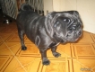 TP.HCM Quận 7 cần bán Pug cái đen 2 tuổi