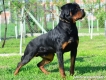 HCM – Bán Rottweiler chất lượng cháu của Tas Flash Rouse