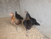 Q8 TP.HCM cần bán gà mái peru lai mỹ , asil lai mỹ