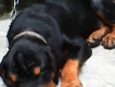can ban cho Rottweiler 4 thang tuoi gia 5trieu — Tp Hồ Chí Minh