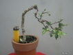 TPHCM-Thủ Đức: Cửa hàng Bonsai Linh Đông