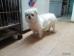 tphcm bán chó bắc kinh cái 12 tháng mầu trắng  sắp lên giống