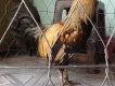 đồng nai- bán gà lai, gà tơ cản mái đây...!!!