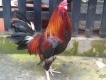 Gà Nòi mỹ nhập giá tốt cho A E