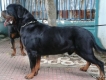 tphcm bán bầy rottweiler hơn hai tháng đã sổ lải trích đủ hai mũi ca rê