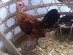 Thanh lý gấp trong tối nay , 5 gà tre mỹ rặc 3 tháng và 4 tháng , giá chỉ 2tr