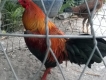 thủ đức bán gà cựa lai