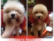Bean's House chuyên cung cấp các sản phẩm phụ kiện cho cún