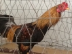Gà tre lai bổn nhà đổ..giá phải chăng