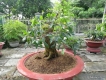 Bonsai: Mai vàng, bông trang, khế