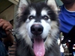 Bán  Alaska Malamute 8 tháng TPHCM