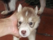 husky con đẹp giá 6 triệu
