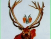 Hàng hiếm đầu hươu treo tường mỹ nghệ tuyệt đẹp