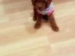 Bán em Tiny Poodle 2 tháng cực yêu tại TPHCM