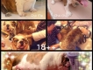 Bulldog Anh 2 tháng tuổi đã chích ngừa đầy đủ.Q11