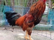 gà vàng (chân,mắt,mỏ vàng) giá tốt.