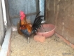 Thanh lý,gà peru gà nọc,gà con,gà pêru giò.và 400con gà ta thả vườn,cho ae mượn  chuồ