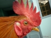 Gà tre bông - khét sữa - bao đẹp