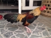 Gà tre chuối vàng gấm chân trắng 2 huyền châm ngay cựa. Và mấy con gà lai.