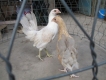 Cần bán gà mái tre mỹ