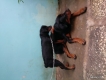 Bán Chó Rottweiler
