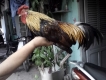 Bán gà tre đá tiền bổn bến tre giá rẻ!!!!!