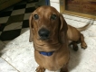 Hcm - bán chó xúc xích cái thuần chủng gần 8 tháng tuổi 1tr5. Q5