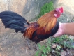 Gà rừng chạng nhỏ cho ae nào có nhu cầu chơi