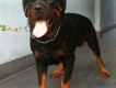 tphcm bán chó rottweiler đực 18 tháng giá 27 triệu