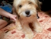 bán 1 con chó cocker lay Nhật