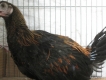 Gà peru tơ thanh lý