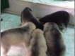 HCM - Nhận đặt gạch hoặc kiếm chủ mới cho cả bầy mẹ và con Husky sinh ngày 10/07!!!!!