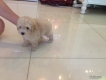 Tiny Poodle cực kì dễ thương
