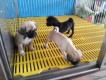 tphcm bán bầy pug hơn hai tháng đã sổ lải và trích ngừa